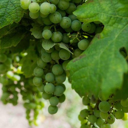 Clos De La Barbanne Montagne  Extérieur photo