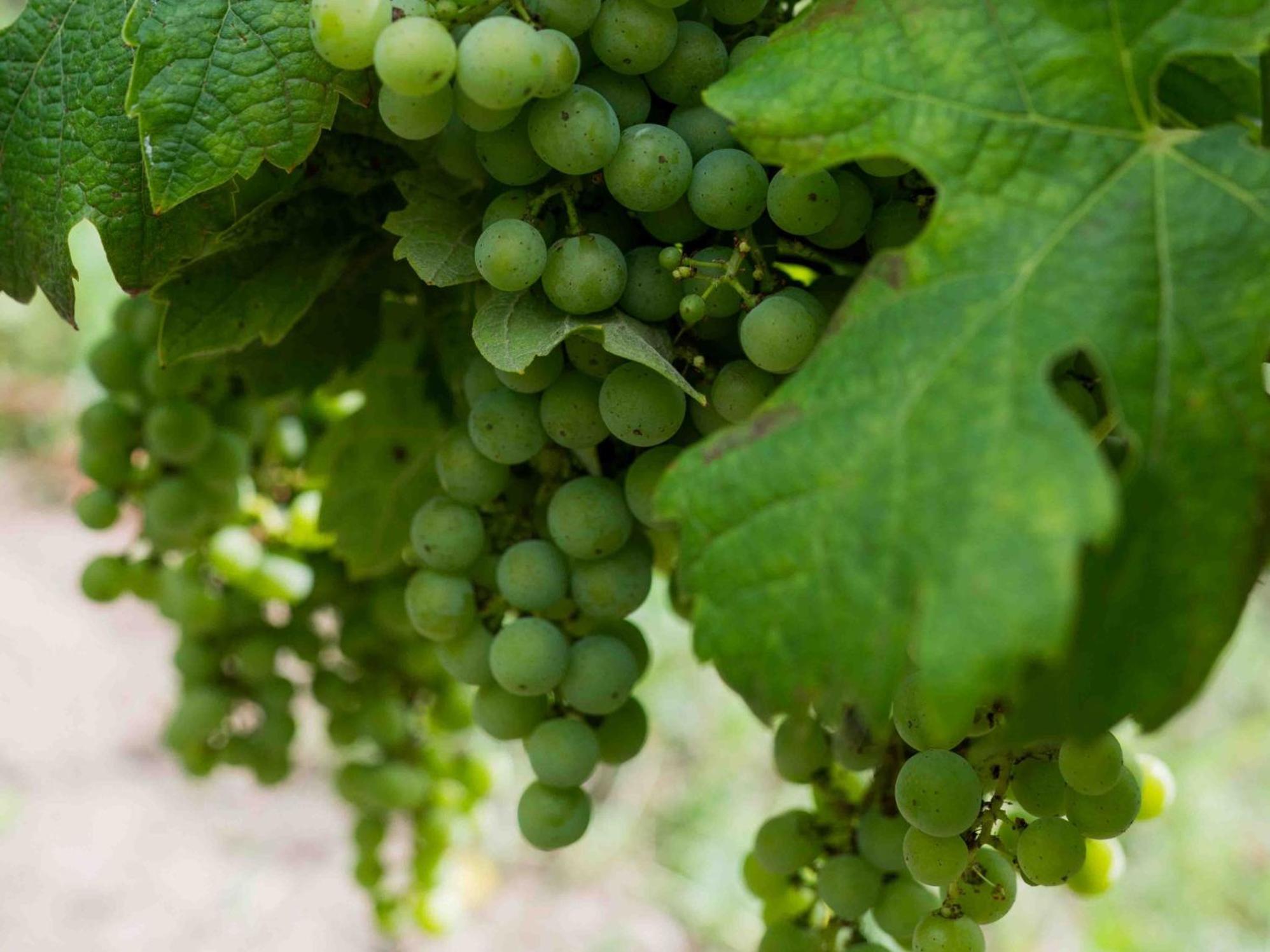 Clos De La Barbanne Montagne  Extérieur photo
